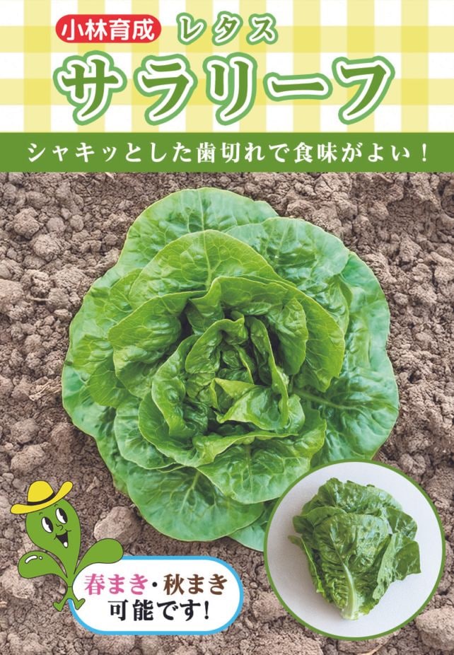 小林種苗 レタス種子 サラリーフ ＊種子有効期限2026年6月末