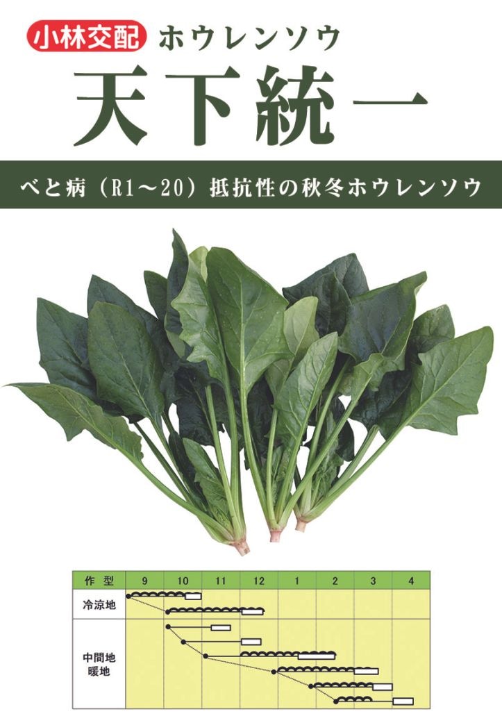 小林種苗 ホウレンソウ種子 天下統一 ＊種子有効期限2026年8月末