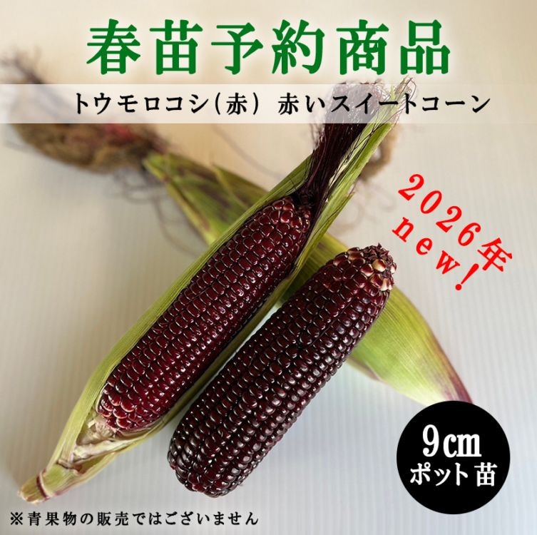 【春野菜苗受注予約】スイートコーン(実生) 赤いスイートコーン 9.0cm×40本