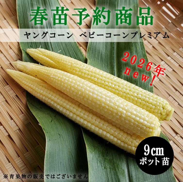 【春野菜苗受注予約】ヤングコーン(実生) ベビーコーンプレミアム 9.0cm×40本