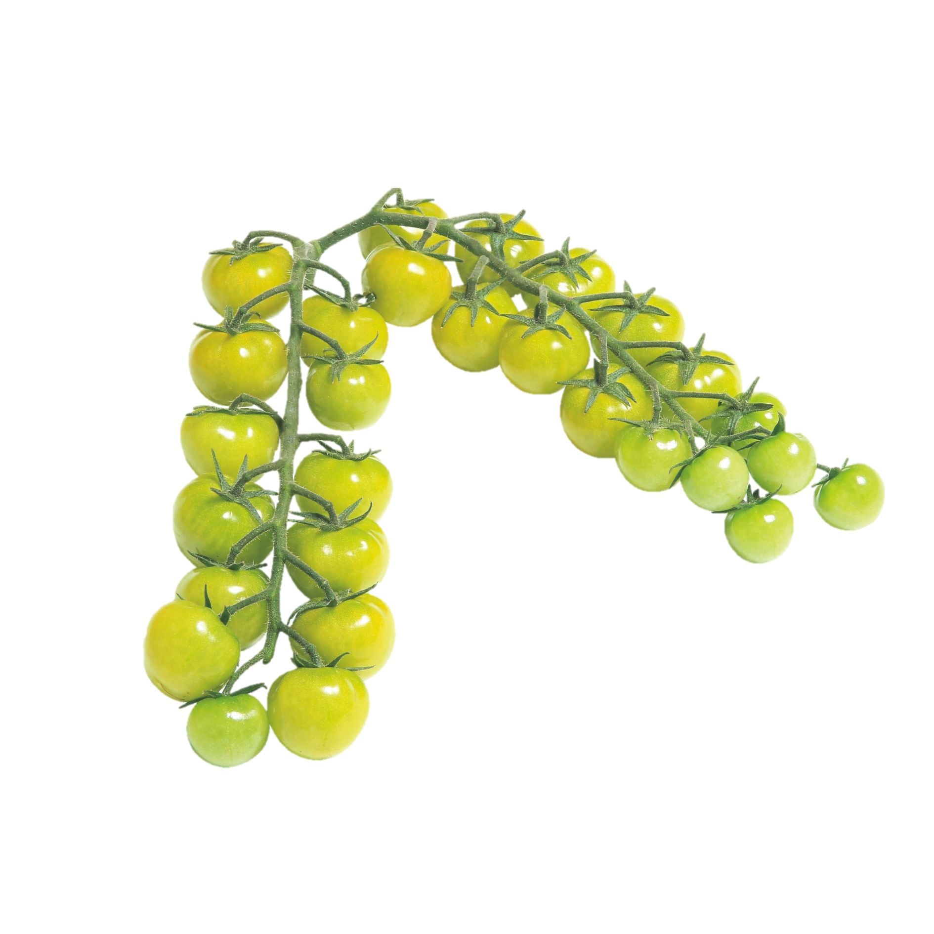 渡辺採種場　ミニトマト種子　CFプチぷよ グリーン【取り寄せ注文】【2026年春種予約商品】