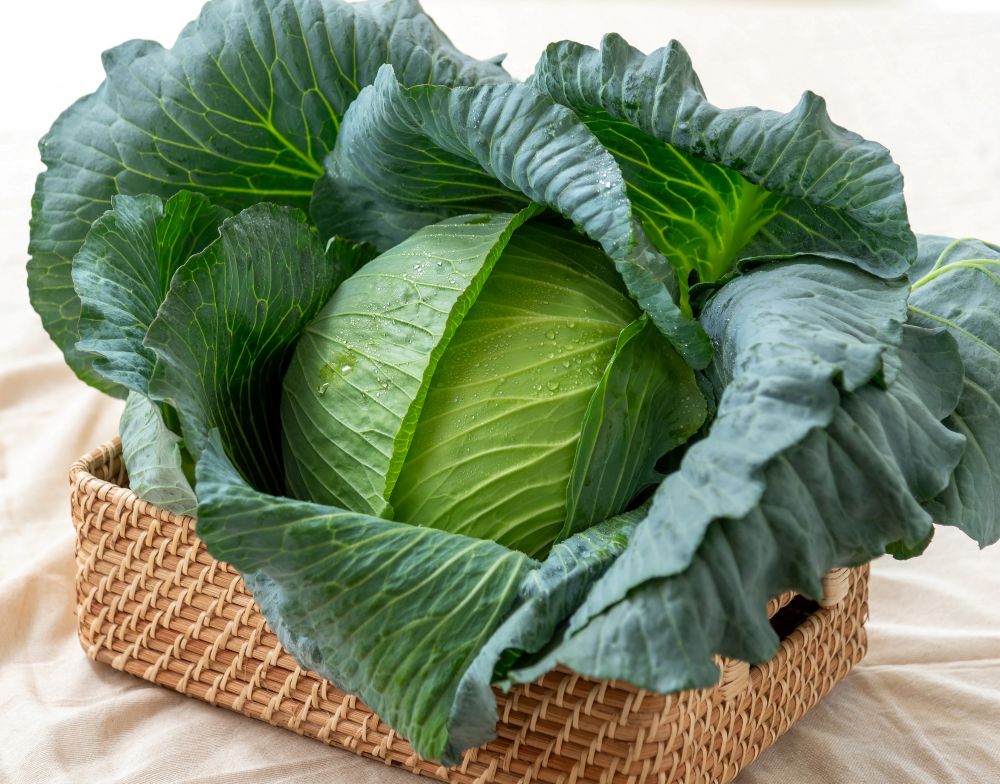渡辺採種場 キャベツ種子 竜王堂【取り寄せ注文】