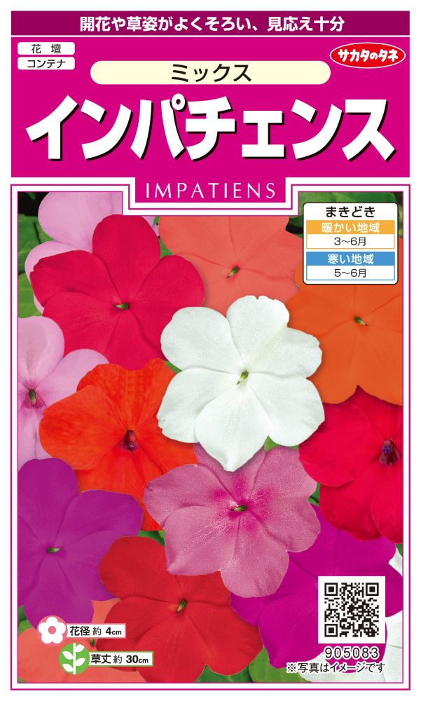 サカタのタネ 実咲350 インパチェンス ミックス 小袋[905083］【取り寄せ注文】※春のみ商品 ※3月以降～入荷予定