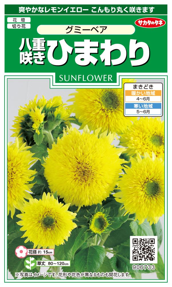 サカタのタネ ひまわり種子 グミーベア 小袋[906733]【取り寄せ注文