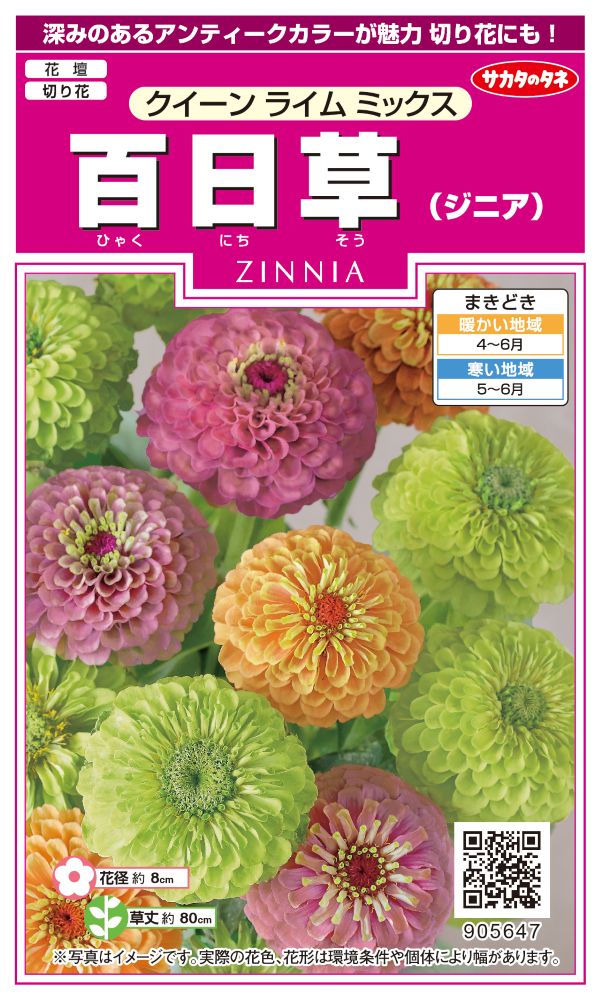 サカタのタネ 実咲350 ジニア(百日草)グリーンライム ミックス 小袋[905647]【取り寄せ注文】※春のみ商品【2026年春種予約商品】 