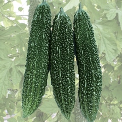 トキタ種苗 ニガウリ種子 にがにがくん2号【取り寄せ注文】※にがにがくんの代替え品