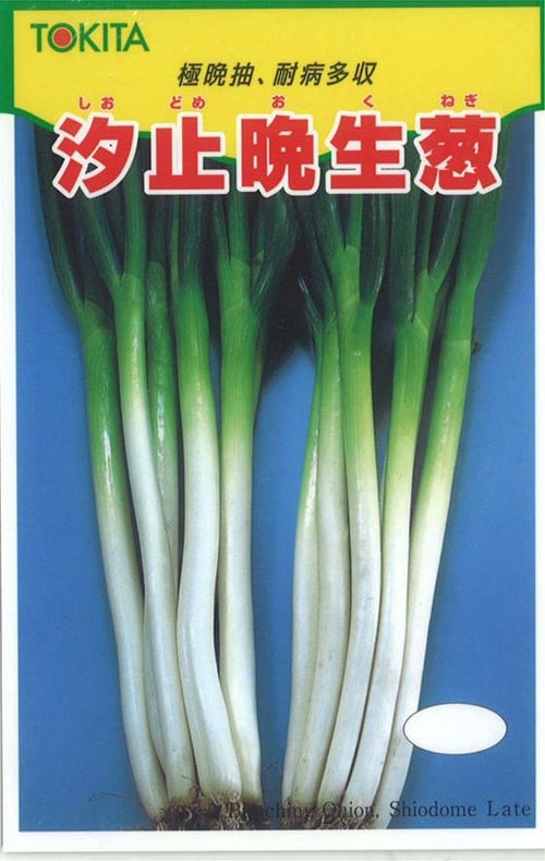 【キャンセル特価品】トキタ種苗 ネギ種子 汐止晩生 ※種子有効期限2026年8月末