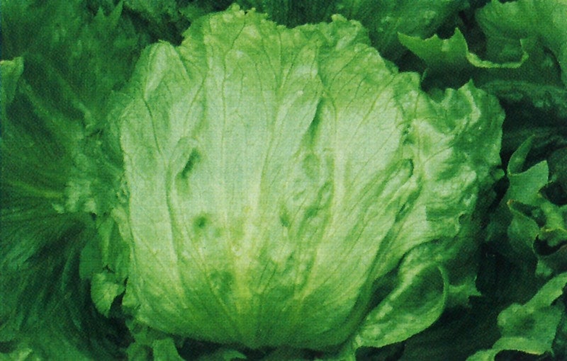 【キャンセル特価品】タキイ種苗 レタス種子 シスコ ペレット150粒 ※種子有効期限2026年4月末