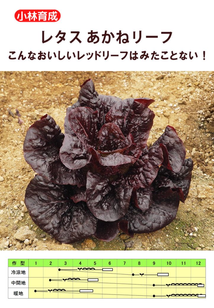 小林種苗 レタス種子 あかねリーフ＊種子有効期限2027年2月末