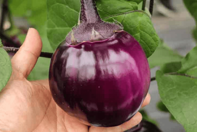 【キャンセル特価品】トキタ種苗 ビステッカスペリオーレ 小袋 ＊種子有効期限2026年10月末有効