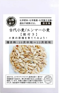 GFP[A622]古代小麦 エンマー小麦 殻付き【有機種子・固定種】*種子有効期限2026年11月末