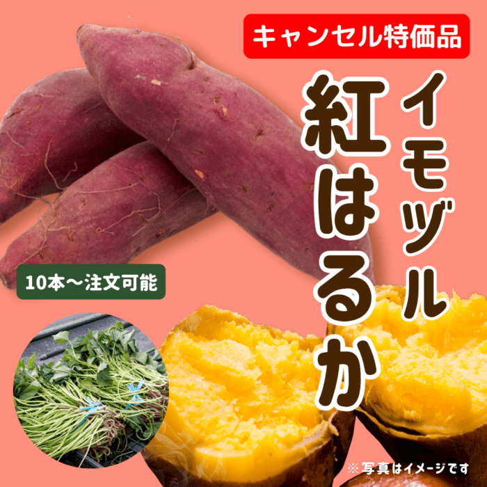 キャンセル特価品】サツマイモ苗 紅はるか 10本単位 ※5月11日～5月15日
