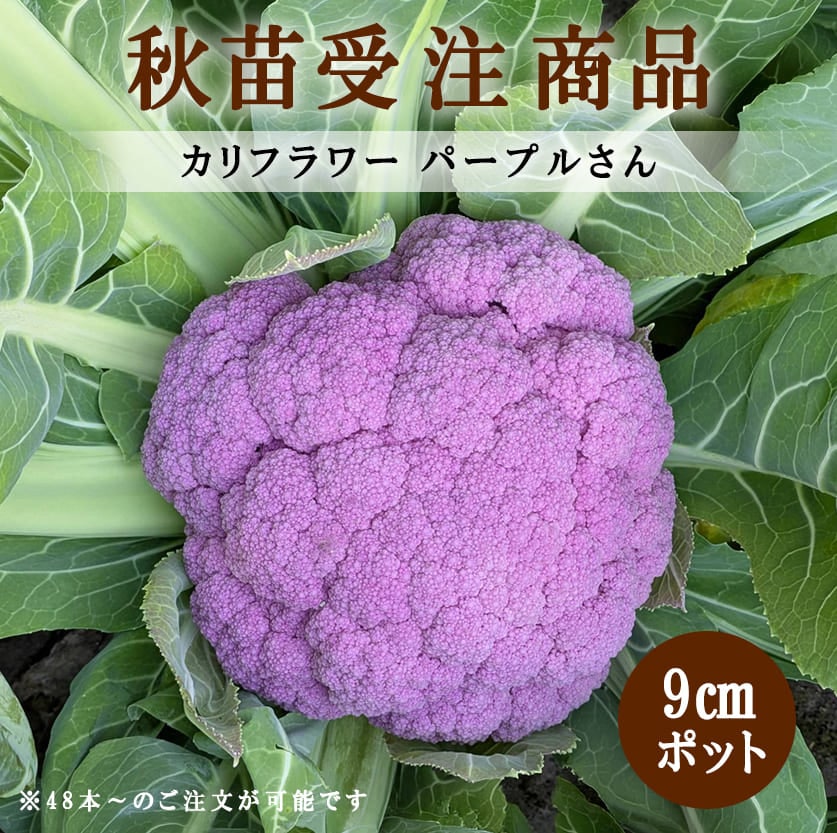 【秋野菜苗受注予約】カリフラワー パープルさん 9.0cm×48本～※8/20～8/21・8/27～8/28・9/3～9/4出荷