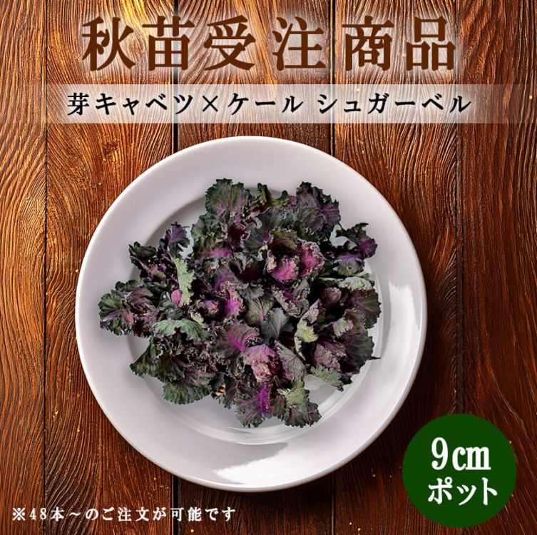 【秋野菜苗受注予約】芽キャベツ×ケール シュガーベル 9.0cm×48本～※8/20～8/21・8/27～8/28・9/3～9/4出荷