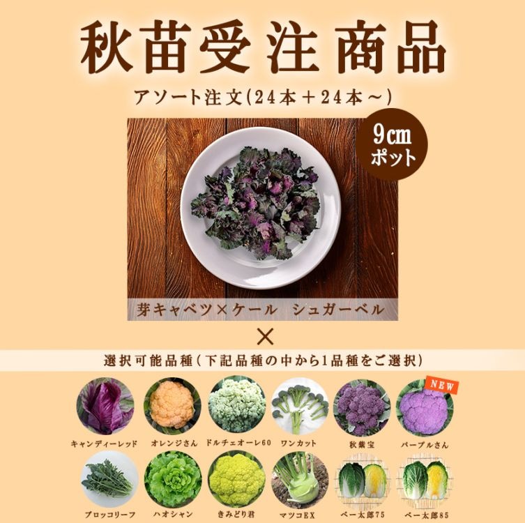 葉菜類,カリフラワー | 小林種苗公式通販