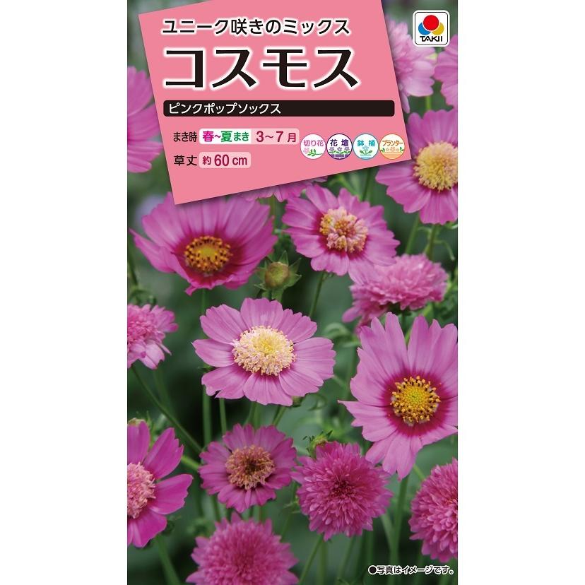 タキイ NL300 コスモス ピンクポップソックス 小袋[FCS365]【取り寄せ注文】【2027年春種予約商品】＊春のみ商品