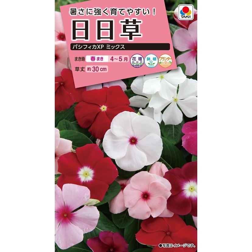 タキイ NL300 日日草 パシフィカXPミックス 小袋[FNN359]【取り寄せ注文】【2027年春種予約商品】＊春のみ商品