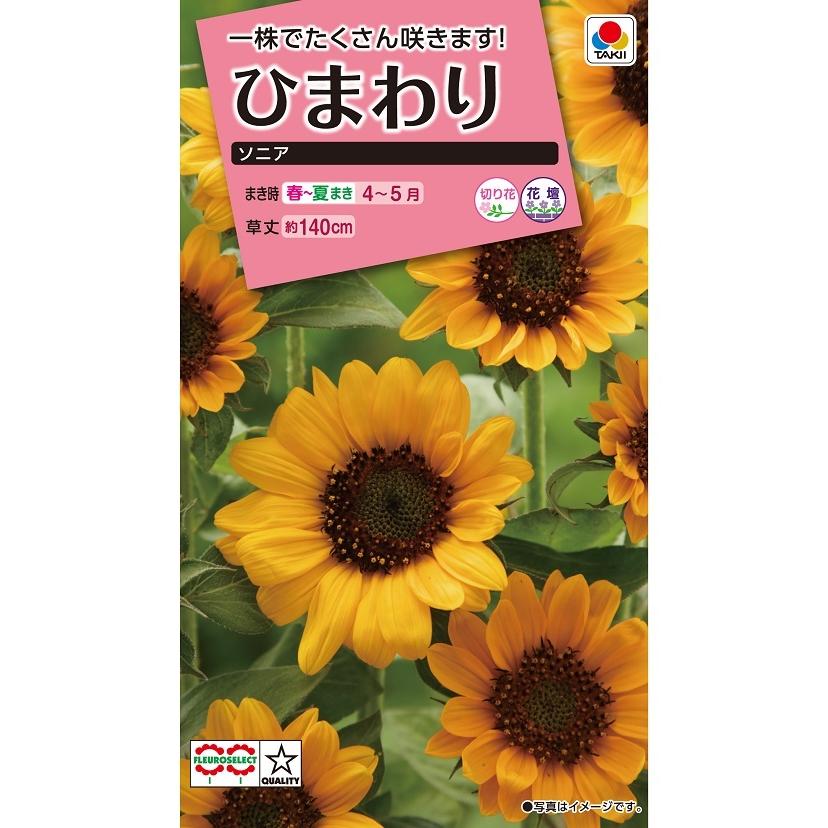 タキイ NL300 ひまわり ソニア 小袋[FHM121]【取り寄せ注文】【2027年春種予約商品】＊春のみ商品