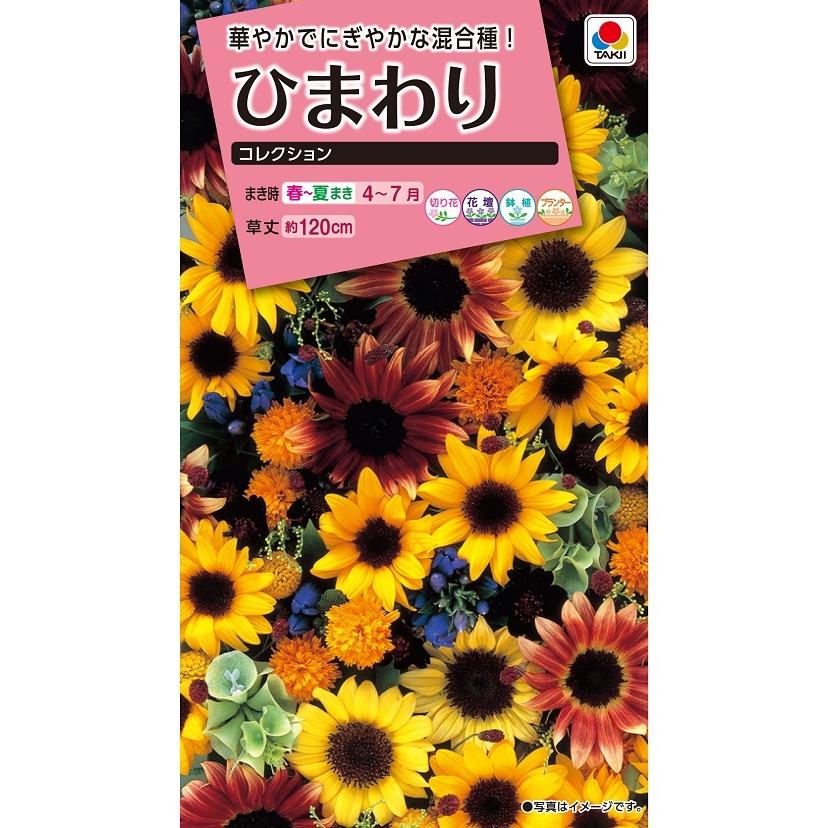 タキイ NL300 ひまわり コレクション 小袋[FHM604]【取り寄せ注文】【2027年春種予約商品】＊春のみ商品