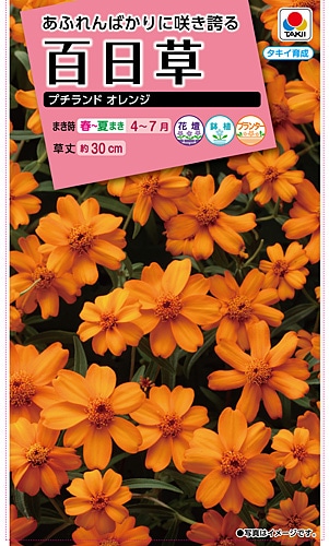 タキイ NL300 百日草 プチランド混合 小袋[FZN719]【取り寄せ注文】【2027年春種予約商品】＊春のみ商品