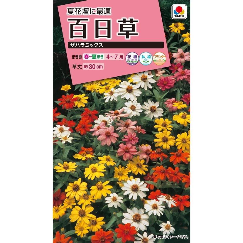 タキイ NL300 百日草 ザハラミックス 小袋[FZN819]【取り寄せ注文】【2027年春種予約商品】＊春のみ商品