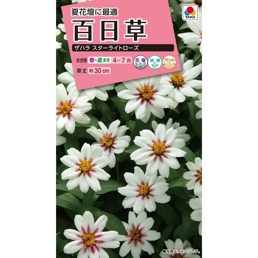 タキイ NL300 百日草 ザハラスターライトローズ　小袋[FZN815]【取り寄せ注文】【2027年春種予約商品】＊春のみ商品 