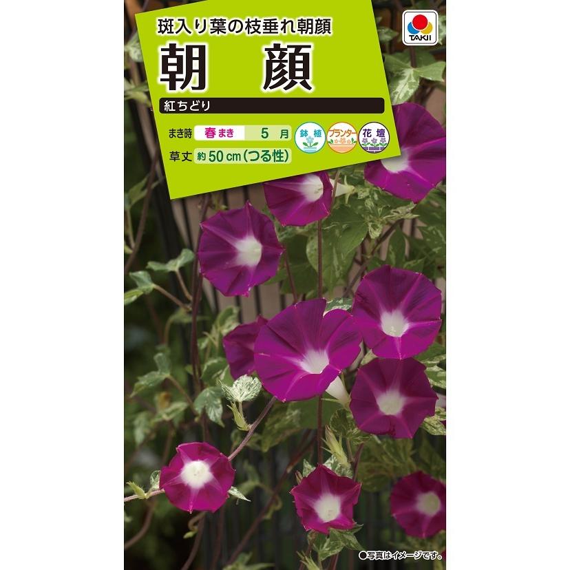 タキイ NL200　朝顔　紅ちどり　小袋[FAA451]【取り寄せ注文】【2027年春種予約商品】＊春のみ商品