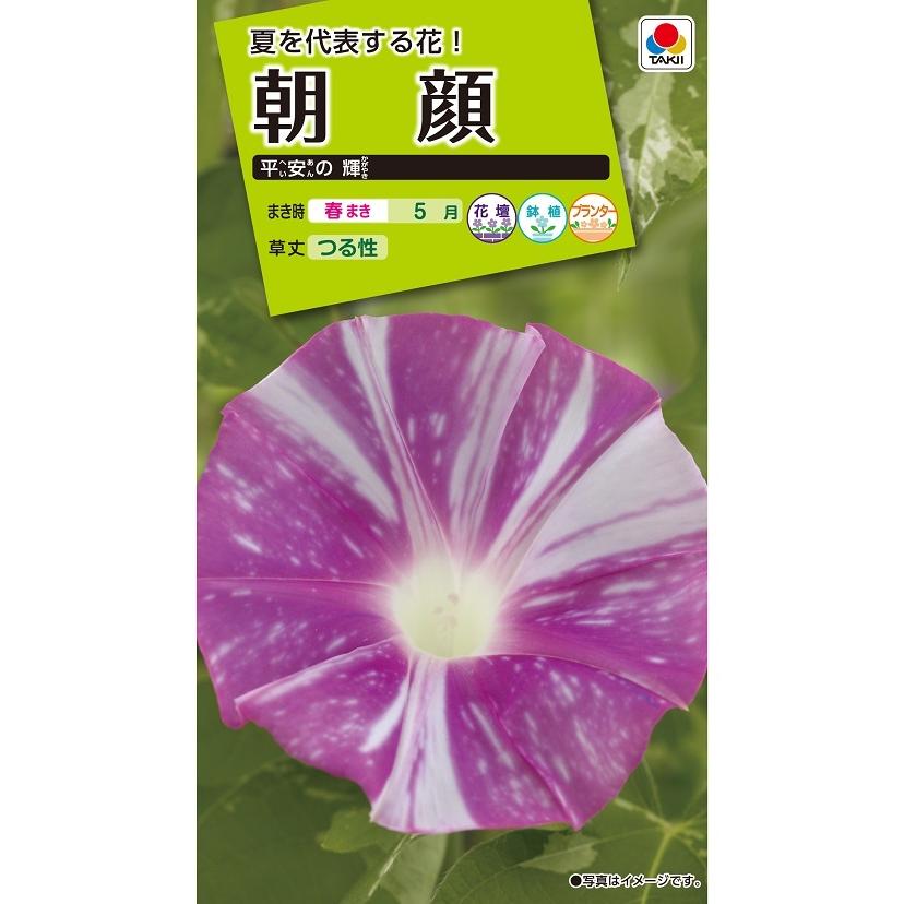 タキイ NL200 朝顔 平安の輝 小袋[FAA578]【取り寄せ注文】【2027年春種予約商品】＊春のみ商品