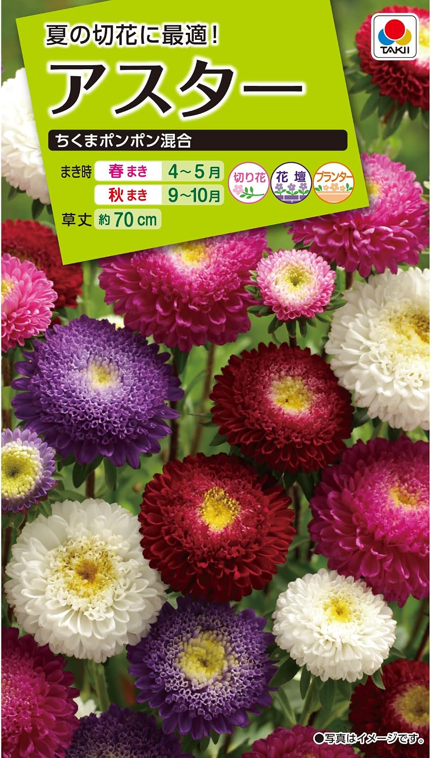 タキイ NL200 アスター ちくまポンポン混合 小袋[FAS129]【取り寄せ注文】【2027年春種予約商品】＊春のみ商品