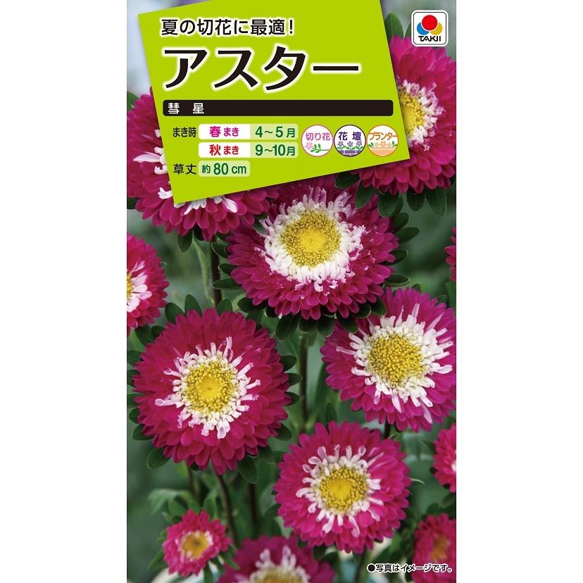 タキイ NL200 アスター 彗星 小袋[FAS161]【取り寄せ注文】【2027年春種予約商品】＊春のみ商品