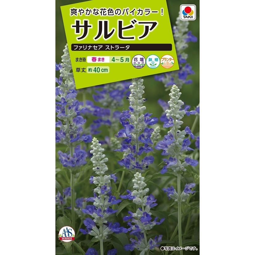 タキイ NL200 サルビア ファリナセアストラータ 小袋[FSR513]【取り寄せ注文】【2027年春種予約商品】＊春のみ商品