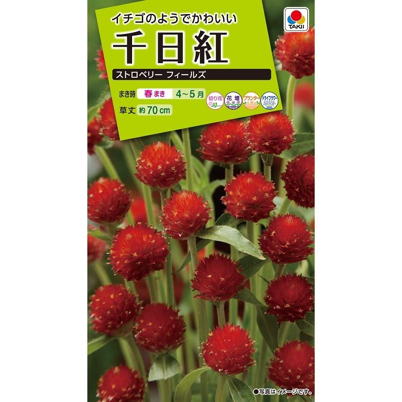 タキイ NL200 千日紅 ストロベリーフィールズ 小袋[FSE171]【取り寄せ注文】【2027年春種予約商品】＊春のみ商品