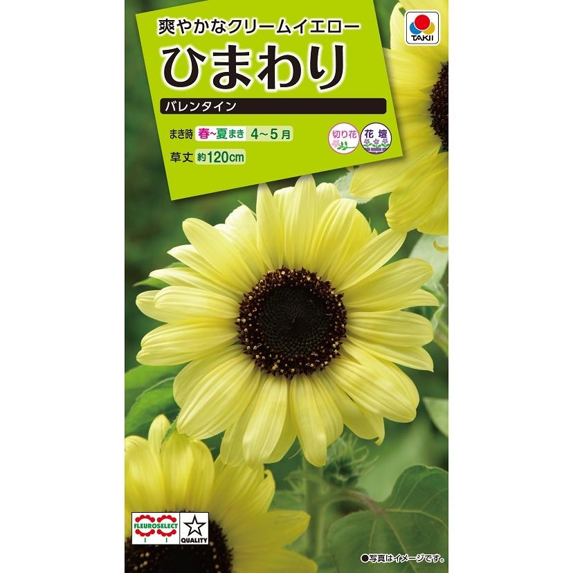 タキイ NL200 ひまわり バレンタイン 小袋[FHM118]【取り寄せ注文】【2027年春種予約商品】＊春のみ商品