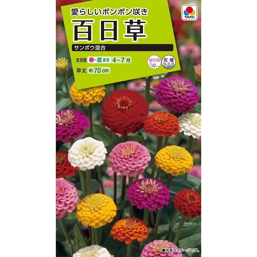 タキイ NL200 百日草 サンボウ混合 小袋[FZN329]【取り寄せ注文】【2027年春種予約商品】＊春のみ商品