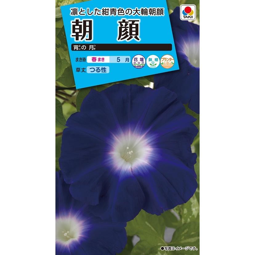 タキイ NL150 朝顔 宵の月 小袋 [FAA630]【取り寄せ注文】【2027年春種予約商品】＊春のみ商品