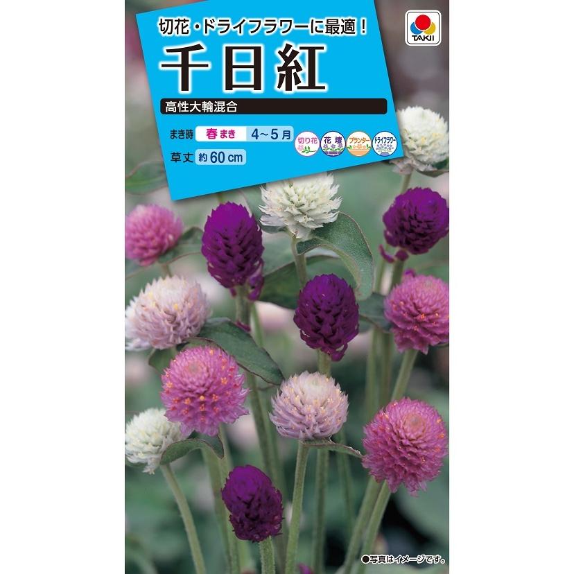 タキイ NL150　千日紅　高性大輪混合　小袋[FSE160]【取り寄せ注文】【2027年春種予約商品】＊春のみ商品