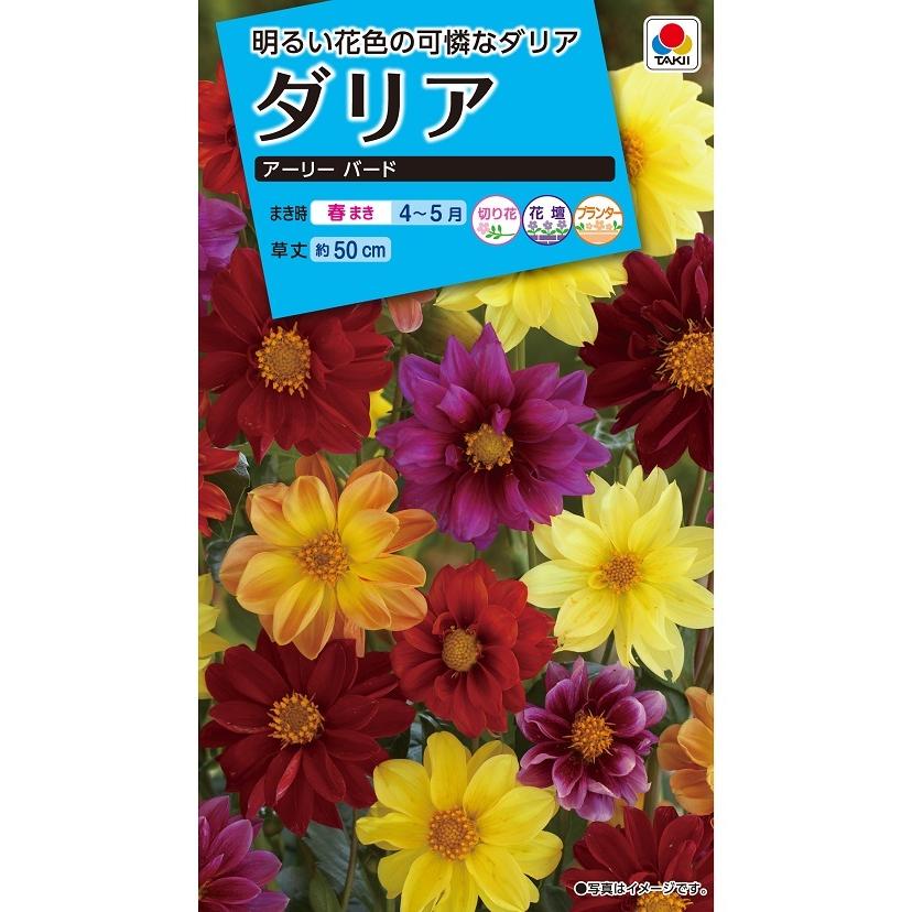 タキイ NL150 ダリア アーリーバード 小袋[FDR130]【取り寄せ注文】【2027年春種予約商品】＊春のみ商品