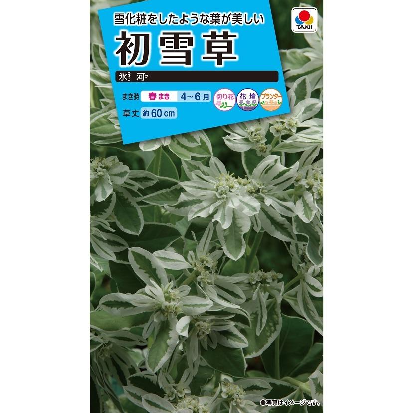タキイ NL150 初雪草 氷河 小袋[FZZ381]【取り寄せ注文】【2027年春種予約商品】＊春のみ商品