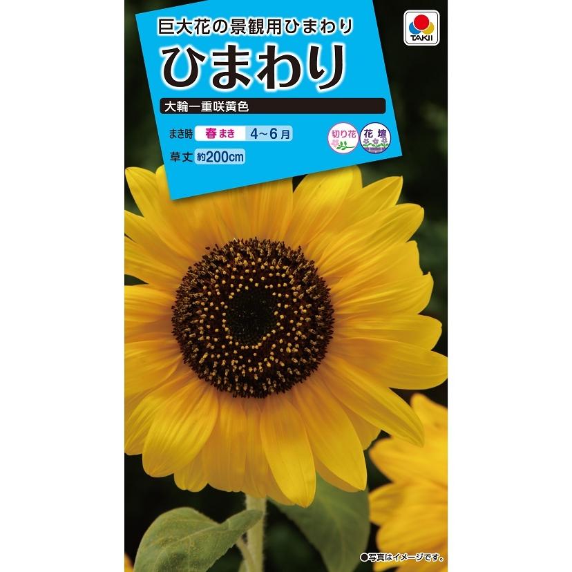 タキイ NL150 ひまわり 大輪一重咲黄色 小袋[FHM111]【取り寄せ注文】【2027年春種予約商品】＊春のみ商品