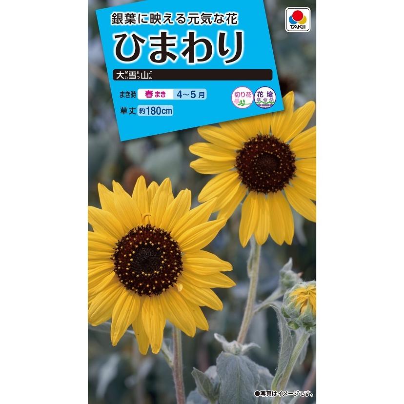 タキイ NL150 ひまわり 大雪山 小袋[FHM114]【取り寄せ注文】【2027年春種予約商品】＊春のみ商品
