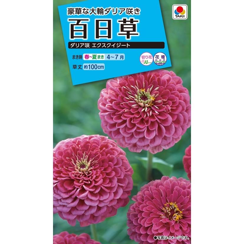 タキイ NL150 百日草 ダリア咲エクスクイジート 小袋[FZN132]【取り寄せ注文】【2027年春種予約商品】＊春のみ商品【26春掲載なし】