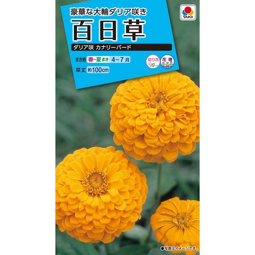タキイ NL150 百日草 ダリア咲カナリーバード 小袋[FZN133]【取り寄せ注文】【2027年春種予約商品】＊春のみ商品