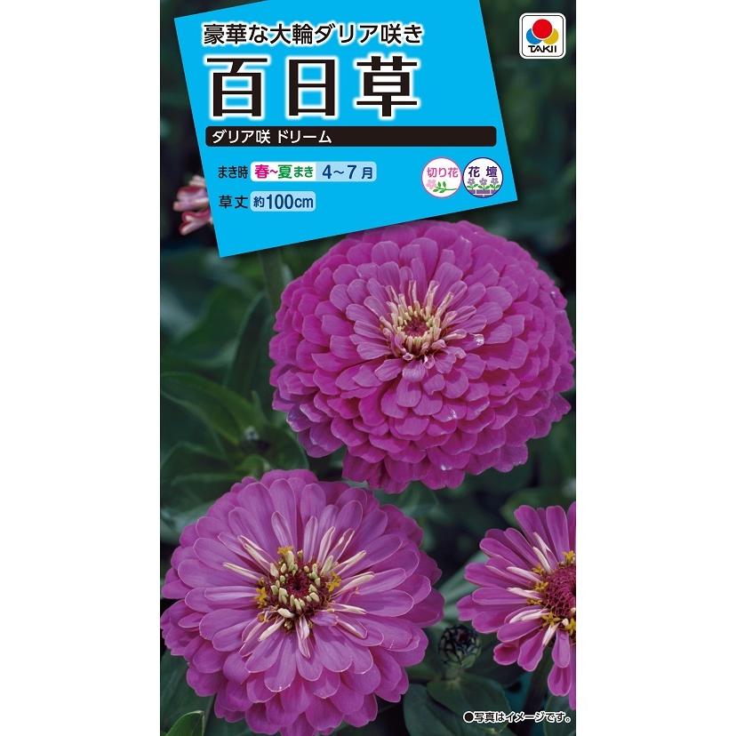 タキイ NL150 百日草 ダリア咲ドリーム 小袋[FZN134]【取り寄せ注文】【2027年春種予約商品】＊春のみ商品