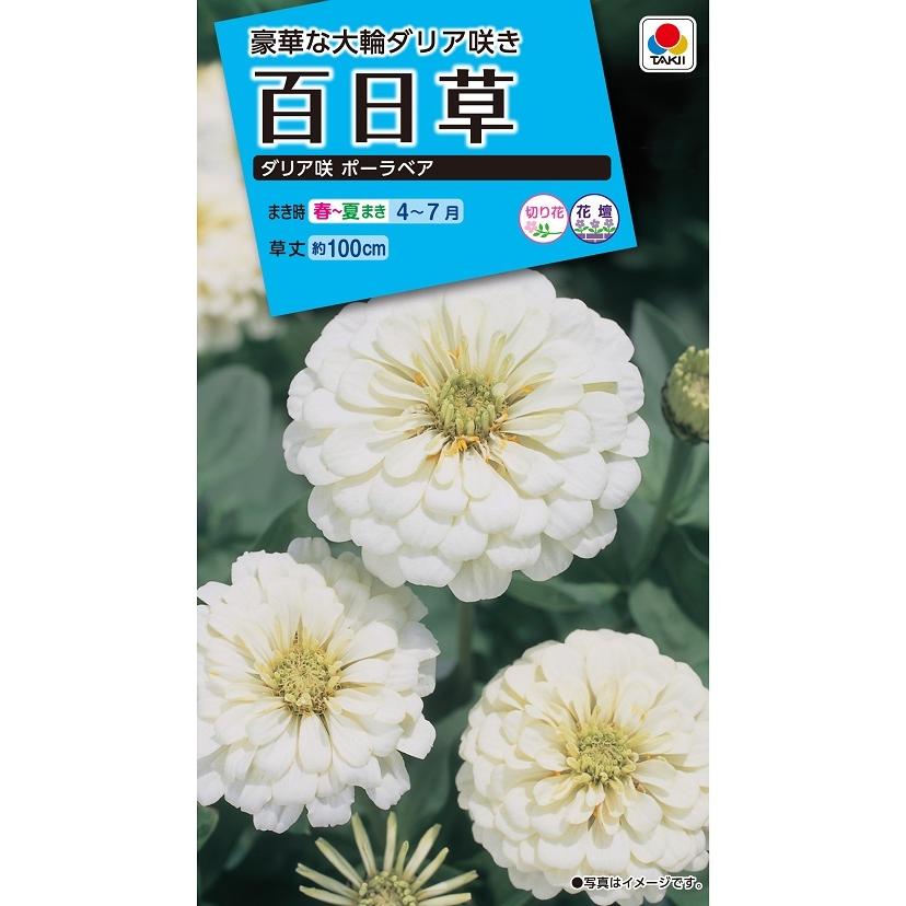 タキイ NL150 百日草 ダリア咲ポーラベア 小袋[FZN135]【取り寄せ注文】【2027年春種予約商品】＊春のみ商品