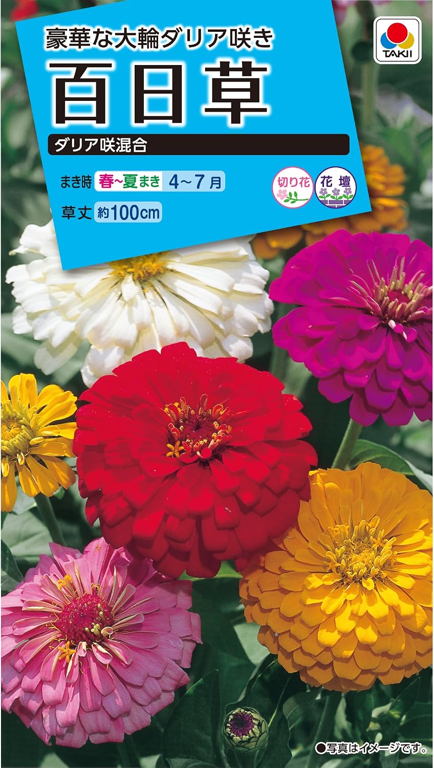 タキイ NL150 百日草 ダリア咲混合 小袋[FZN139]【取り寄せ注文】【2027年春種予約商品】＊春のみ商品