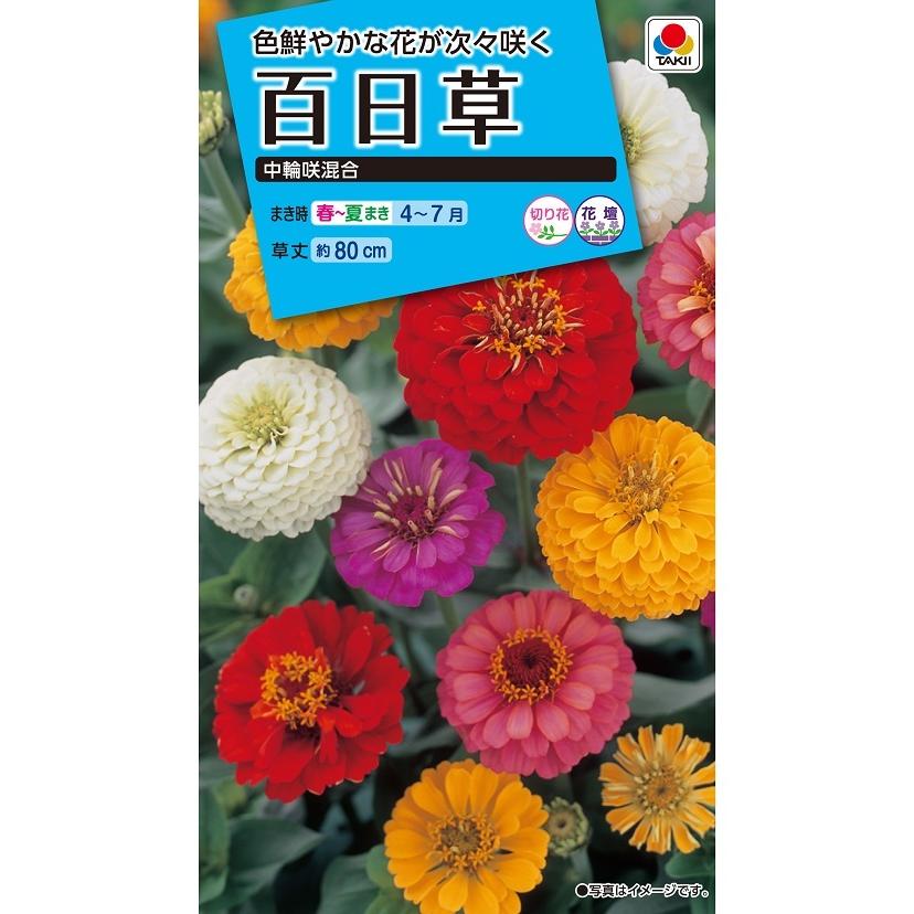 タキイ NL150 百日草 中輪咲混合 小袋[FZN219]【取り寄せ注文】【2027年春種予約商品】＊春のみ商品