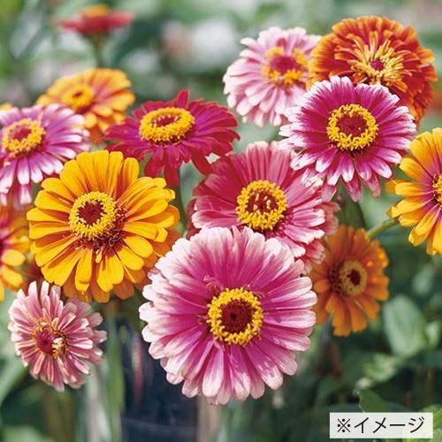 タキイ NL150 百日草 ホワリーギグ 小袋[FZN410]【取り寄せ注文】【2027年春種予約商品】＊春のみ商品