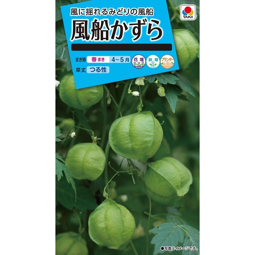 タキイ NL150　風船かずら　小袋[FZZ440]【取り寄せ注文】【2027年春種予約商品】＊春のみ商品
