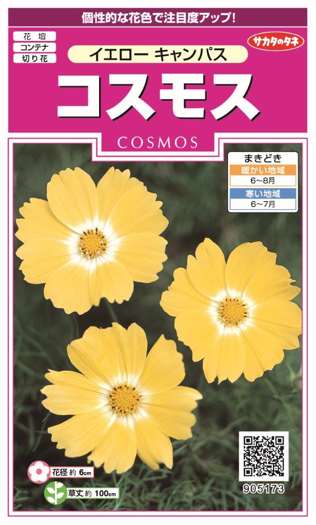 サカタのタネ 実咲350 コスモス イエローキャンパス 小袋[905173]【取り寄せ注文】【2027年春種予約商品】＊春のみ商品