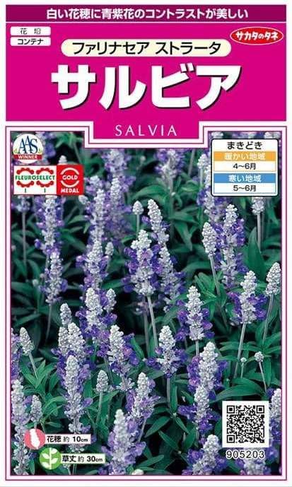 サカタのタネ 実咲350 サルビア ファリナセア ストラータ 小袋[905203]【取り寄せ注文】【2027年春種予約商品】＊春のみ商品